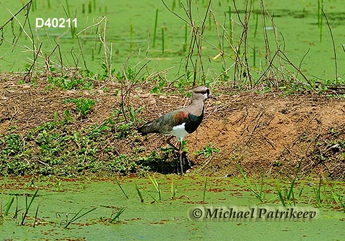 Southern Lapwing (Vanellus chilensis)